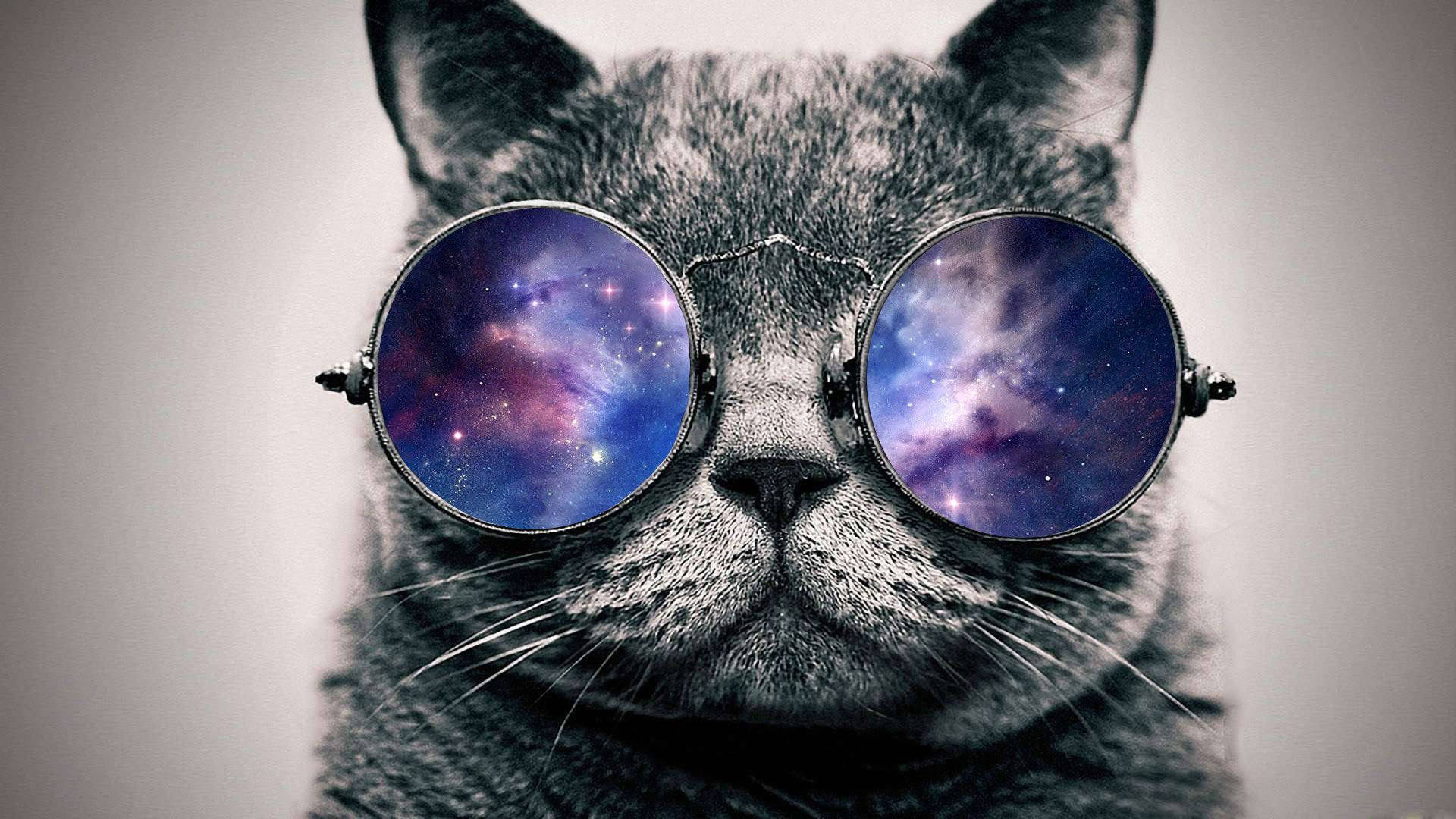 cat-with-shades-cool-picture-lkenou4wsqrbib37.jpg